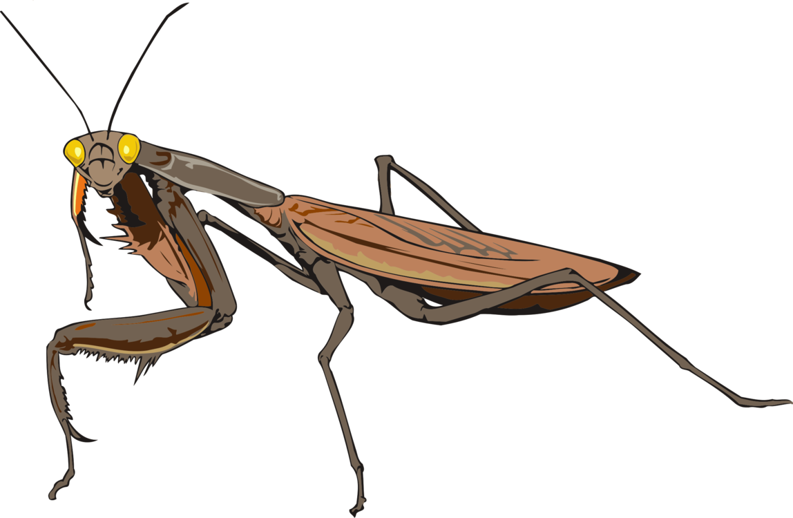 Mantis,Invertebrate,Arthropod