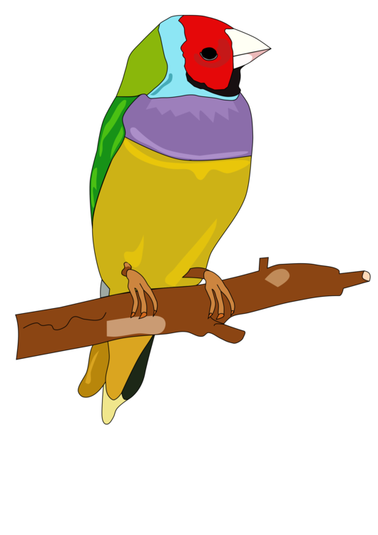 Art,Parrot,Finch