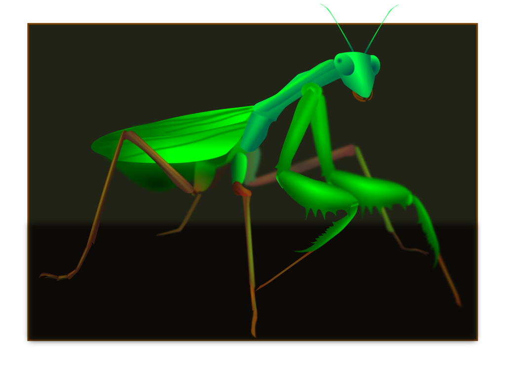 Art,Grasshopper,Mantis
