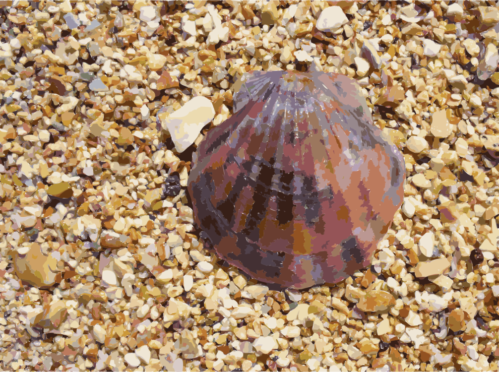 Clam,Invertebrate,Sea Snail