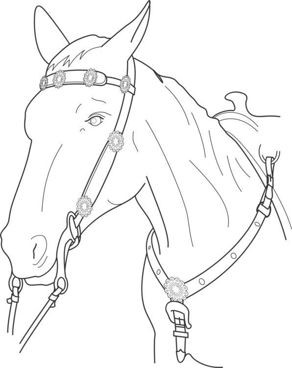 Horse Tack,Horse Supplies,Figure Drawing