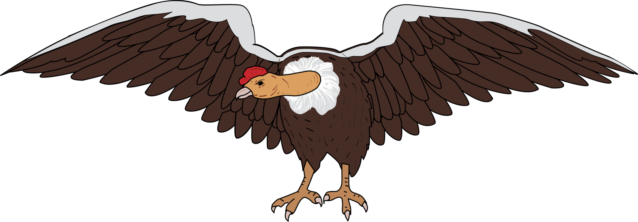 Eagle,Bald Eagle,Vulture