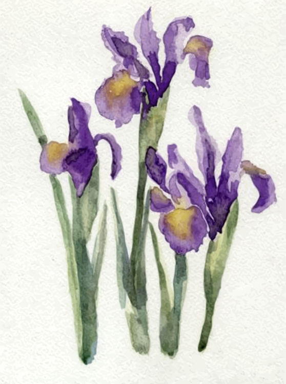 Iris Family,Iris,Plant