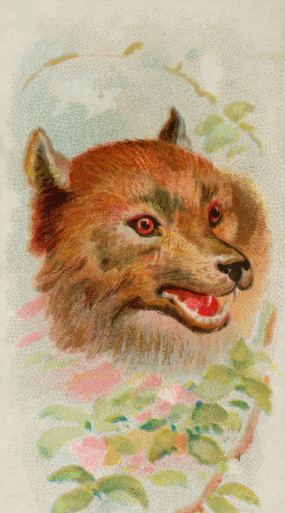 Watercolor Paint,Carnivoran,Fox