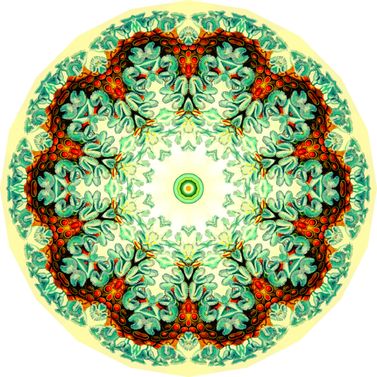 Symmetry,Circle,Organism