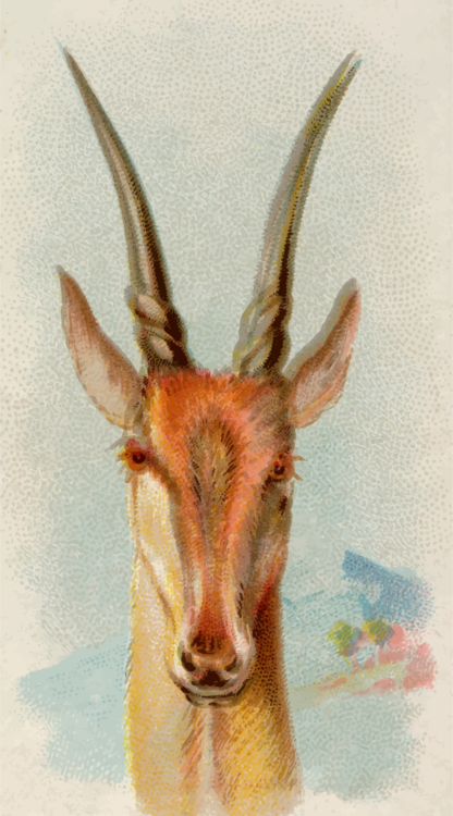 Antelope,Springbok,Gazelle