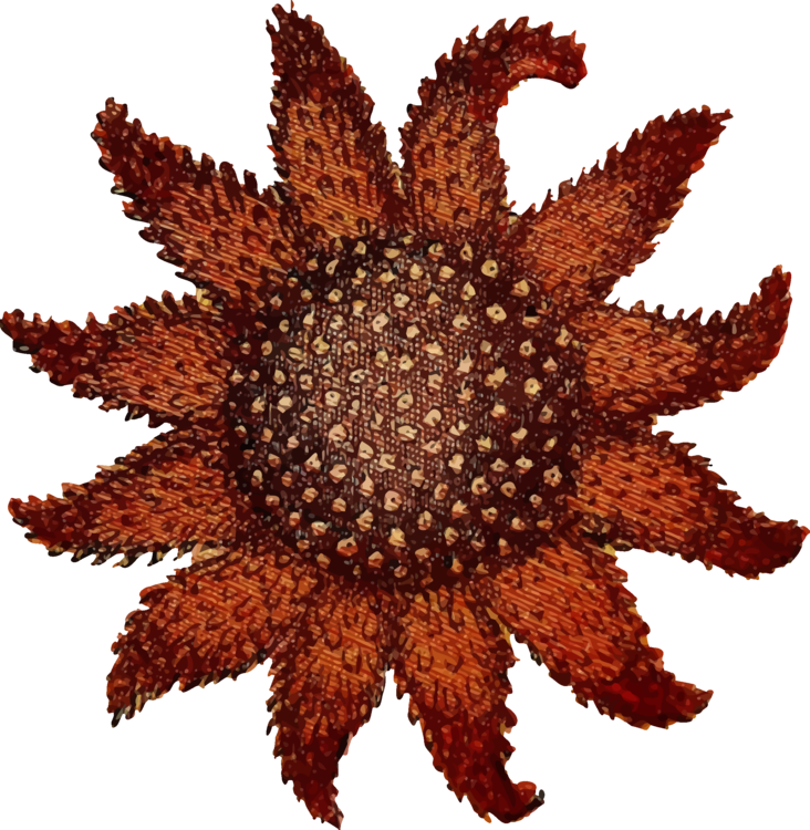 Flower,Organism,Sea Urchin