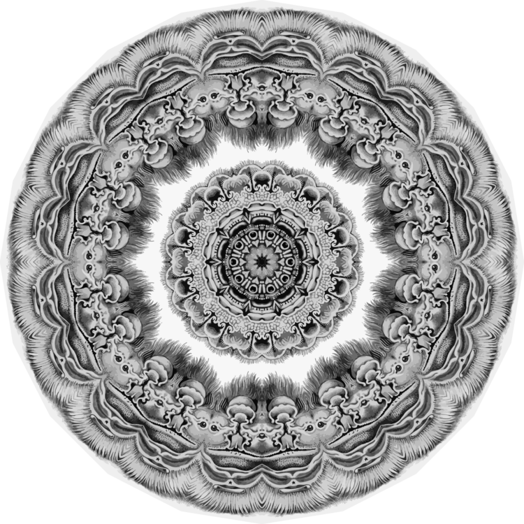Plate,Symmetry,Monochrome Photography