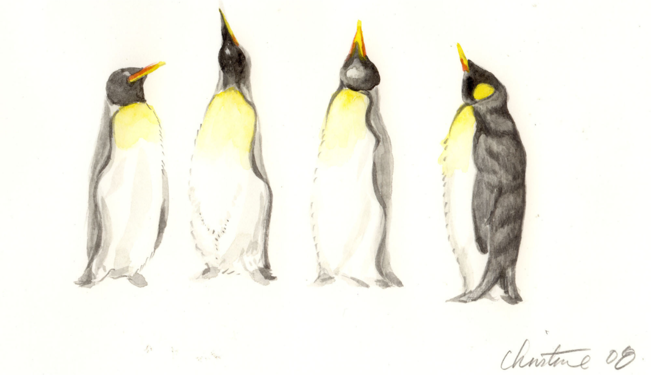 Flightless Bird,King Penguin,Wing