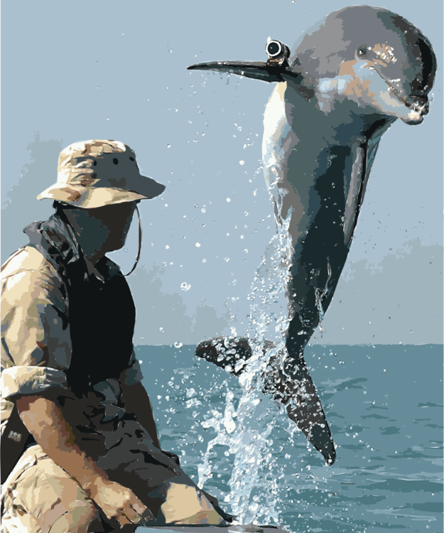 Marine Mammal,Water,Dolphin