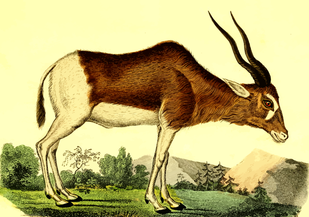 Oryx,Antelope,Gemsbok