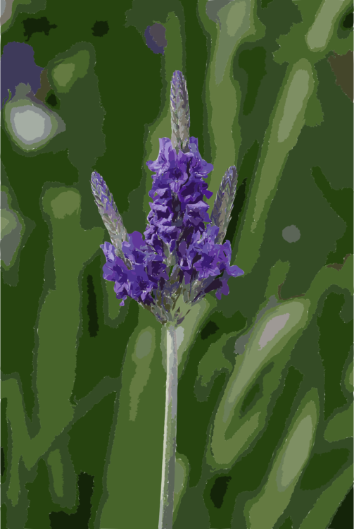 Nepeta,Hyssopus,Flower