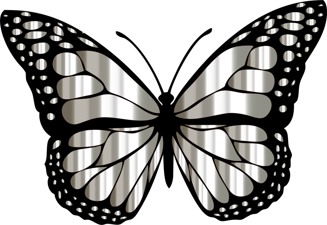 Butterfly,Symmetry,Pieridae
