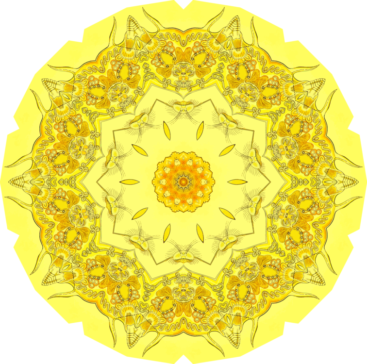 Sunflower Seed,Flower,Symmetry