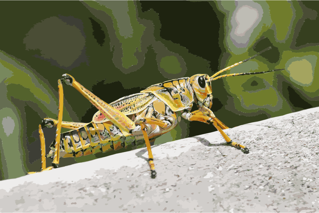 Cricket,Grasshopper,Locust
