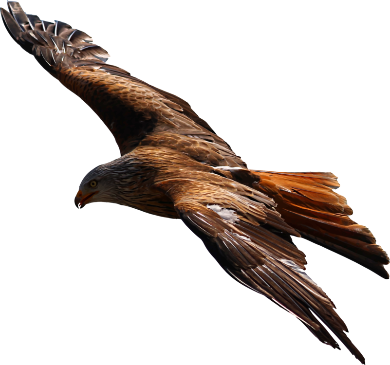 Eagle,Kite,Vulture