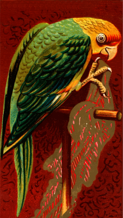 Macaw,Parrot,Painting