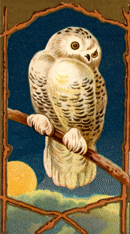 Owl,Art,Painting