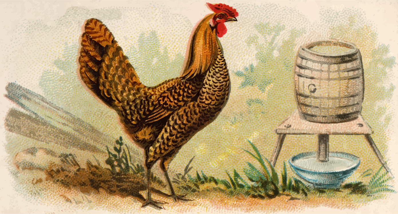 Poultry,Livestock,Fowl