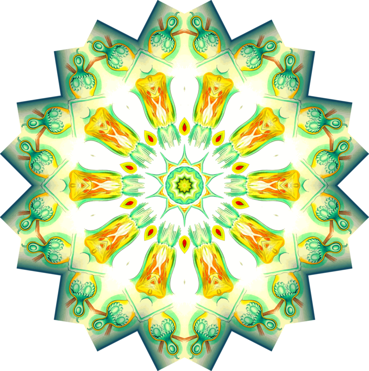 Flower,Line,Symmetry
