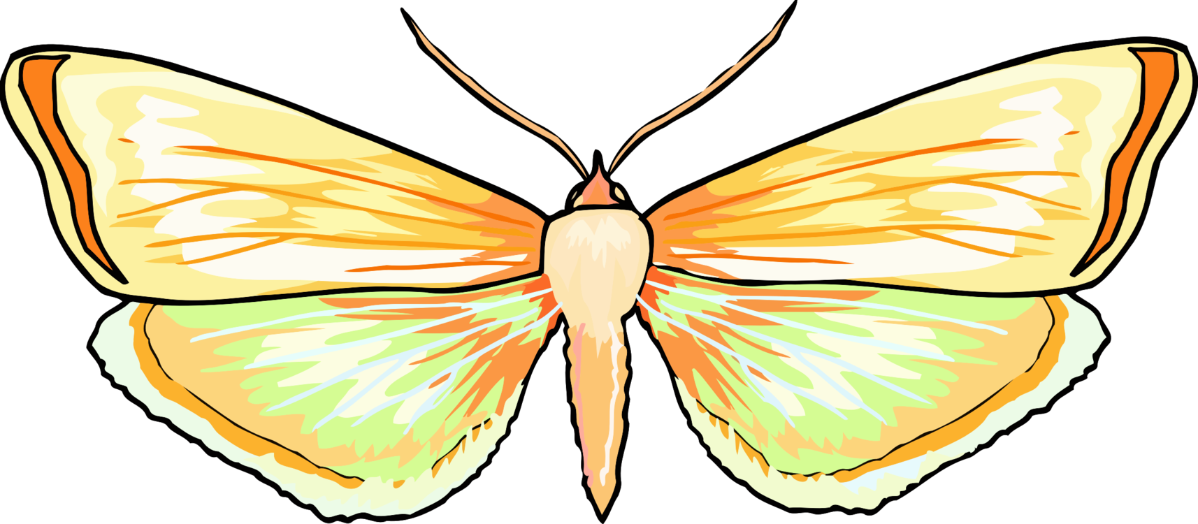 Butterfly,Line,Symmetry