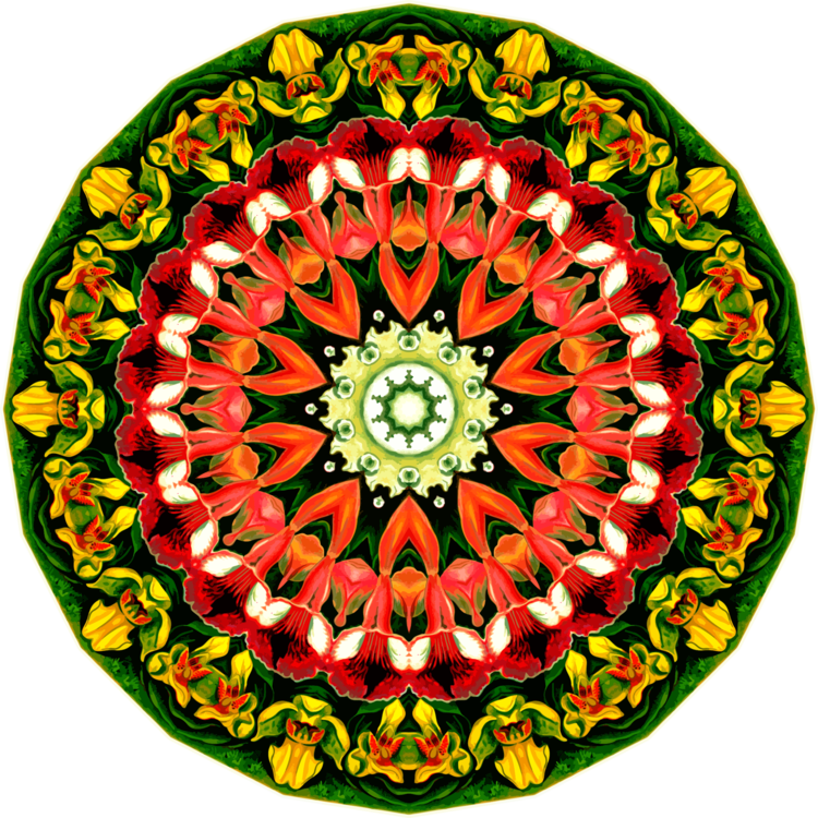 Flower,Symmetry,Window