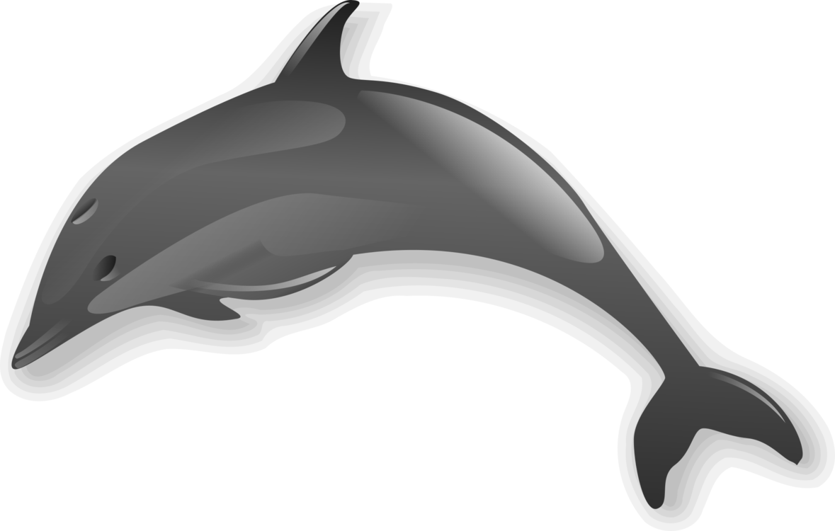 Short Beaked Common Dolphin,Whales Dolphins And Porpoises,Dolphin