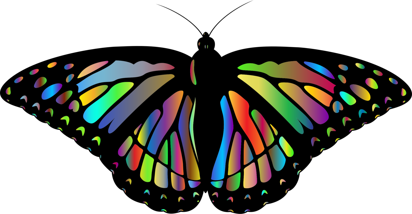 Butterfly,Symmetry,Pollinator