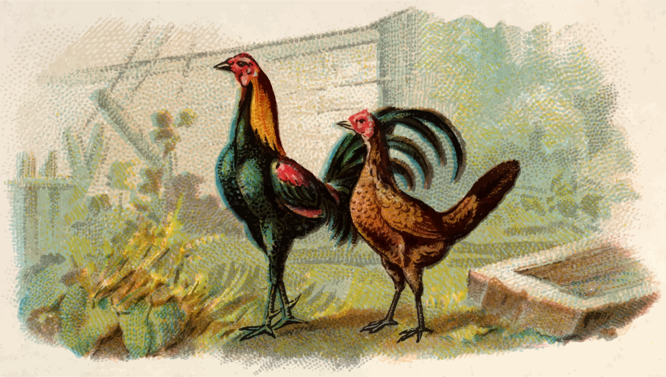 Poultry,Livestock,Fowl