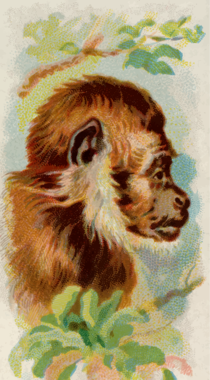 Wildlife,Macaque,Fur
