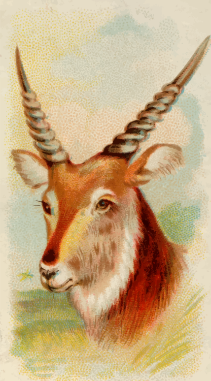 Antelope,Goat Antelope,Gazelle