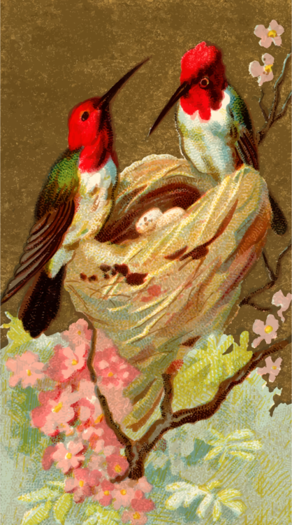 Watercolor Paint,Beak,Bird