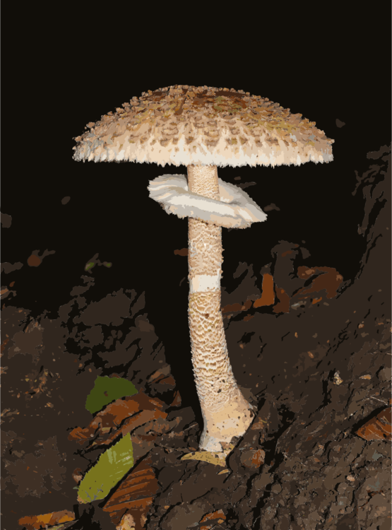Fungus,Edible Mushroom,Mushroom