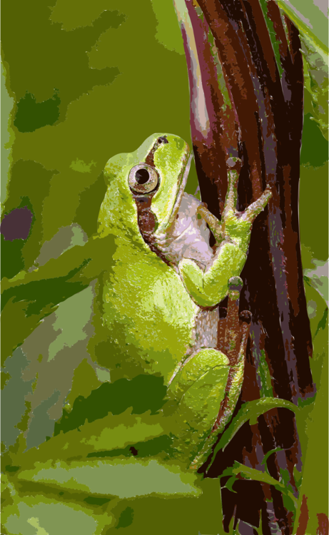 Leaf,Frog,Terrestrial Animal