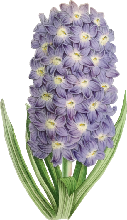 Hyacinth,Plant,Flower