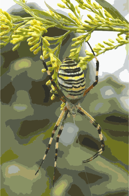 Araneus,Wildlife,Argiope