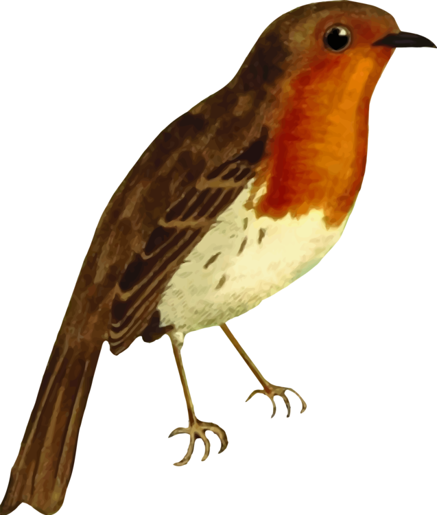 Perching Bird,Old World Flycatcher,European Robin