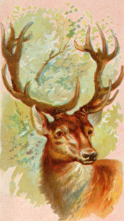 Elk,Wildlife,Deer