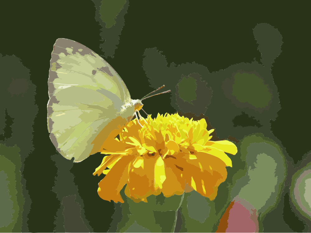 Butterfly,Flower,Petal