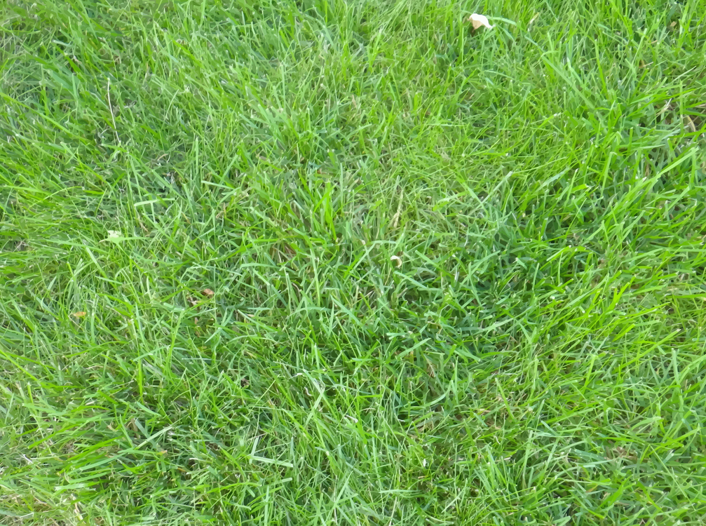 Lawn,Meadow,Grass Family