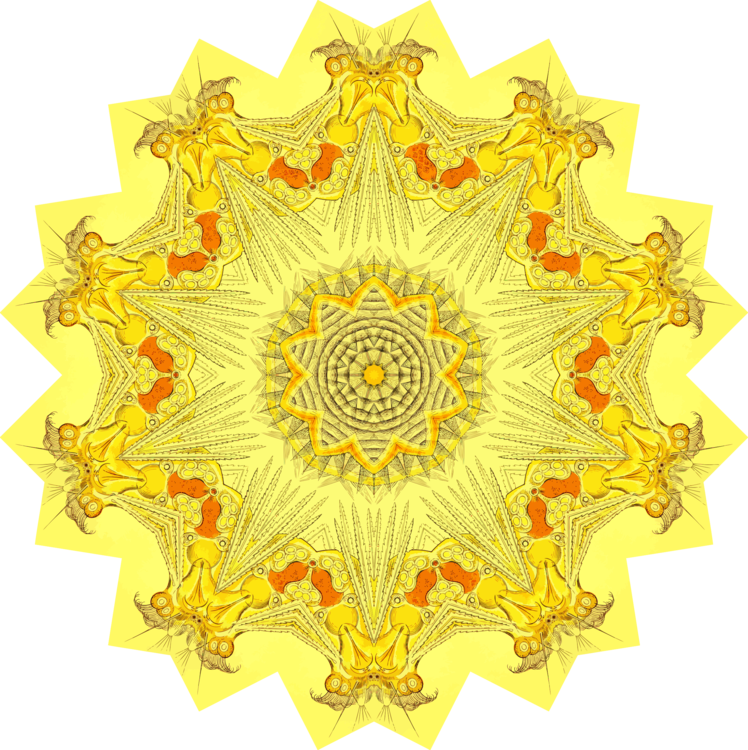 Flower,Symmetry,Yellow