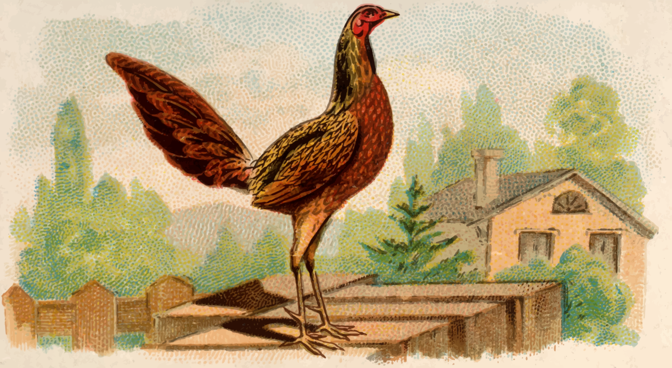 Poultry,Art,Fowl