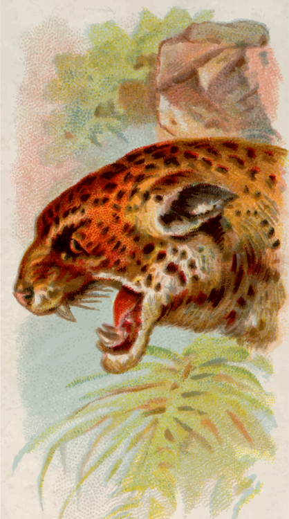 Watercolor Paint,Jaguar,Big Cats