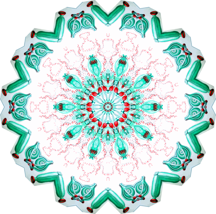 Flower,Symmetry,Aqua