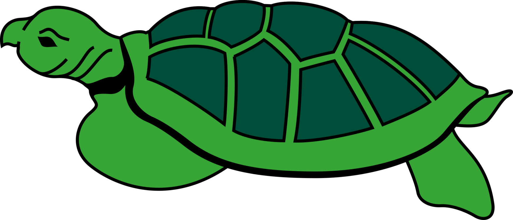 Turtle,Reptile,Leaf