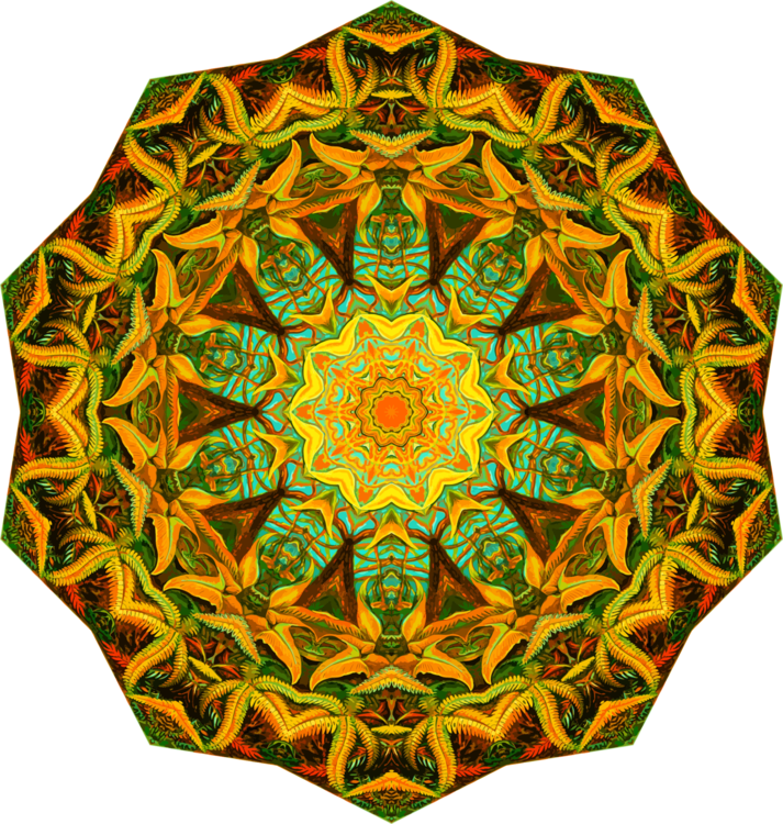Orange,Organism,Symmetry