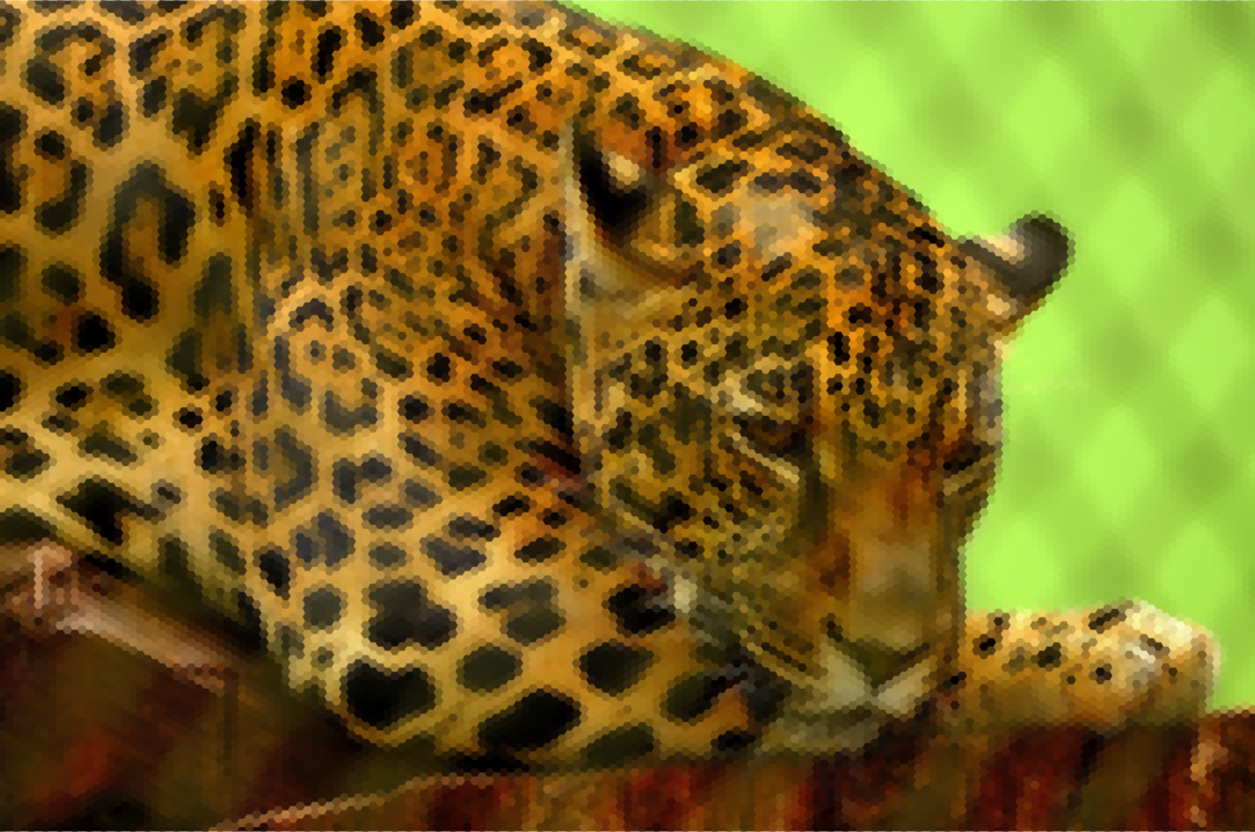 Wildlife,Jaguar,Big Cats