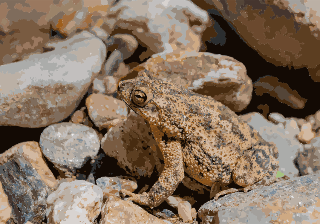 Toad,Ranidae,Frog