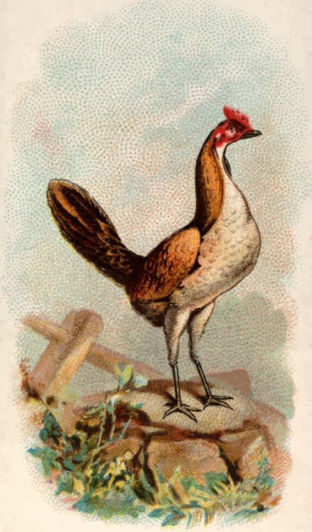 Fowl,Rooster,Galliformes