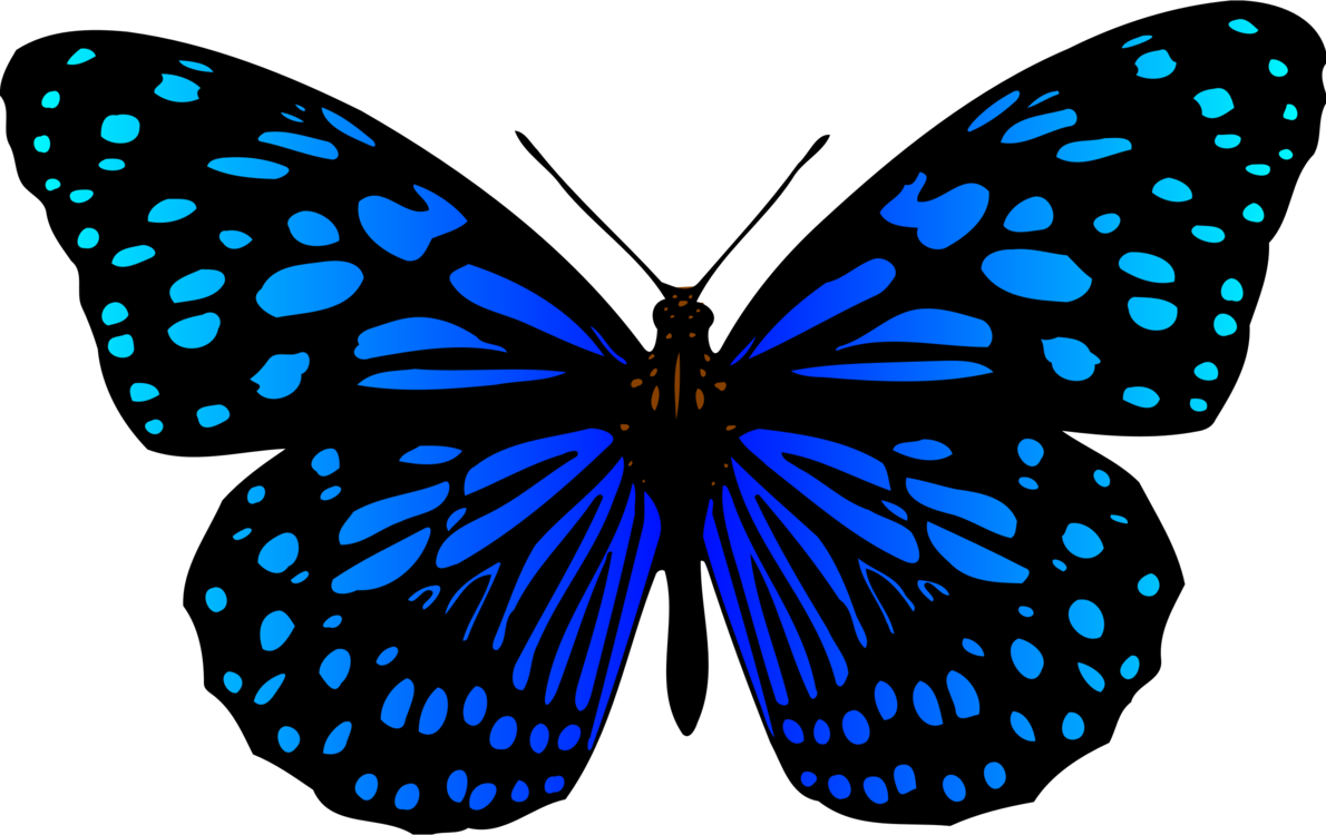 Butterfly,Arthropod,Electric Blue